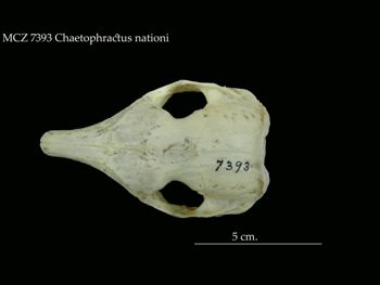 Media type: image;   Mammalogy 7393